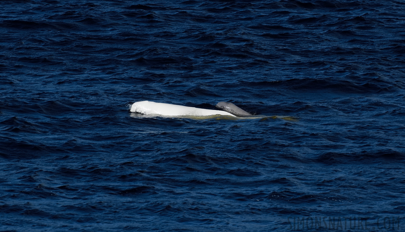 Delphinapterus leucas [400 mm, 1/3200 Sek. bei f / 8.0, ISO 800]